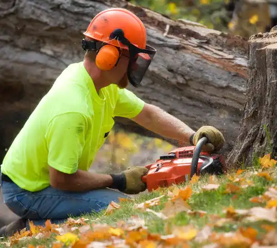 tree services Moapa Town